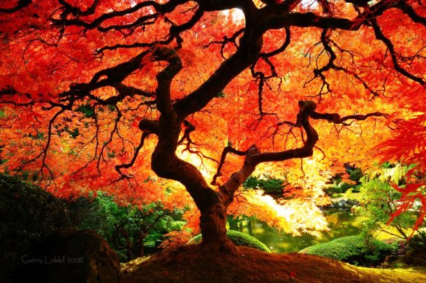 日本楓紅之美遠近馳名，大片火紅景色蔚為壯觀，結合自然與禪意的庭園設置，讓日本的秋更加獨特迷人。(圖片來源／list25）