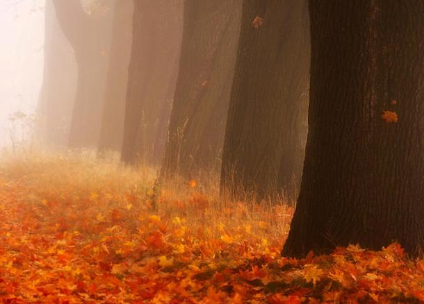 霧氣凸顯樹影層疊，如鬼影般若影若現，神秘而美麗。(圖片來源／list25）