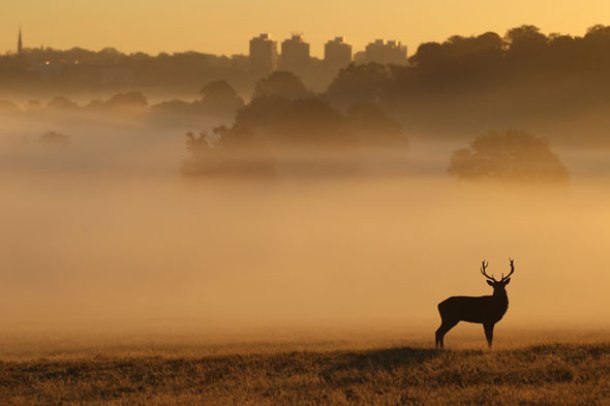 晨間迷霧讓公鹿剪影顯得傲氣也顯得孤單。(圖片來源／list25）