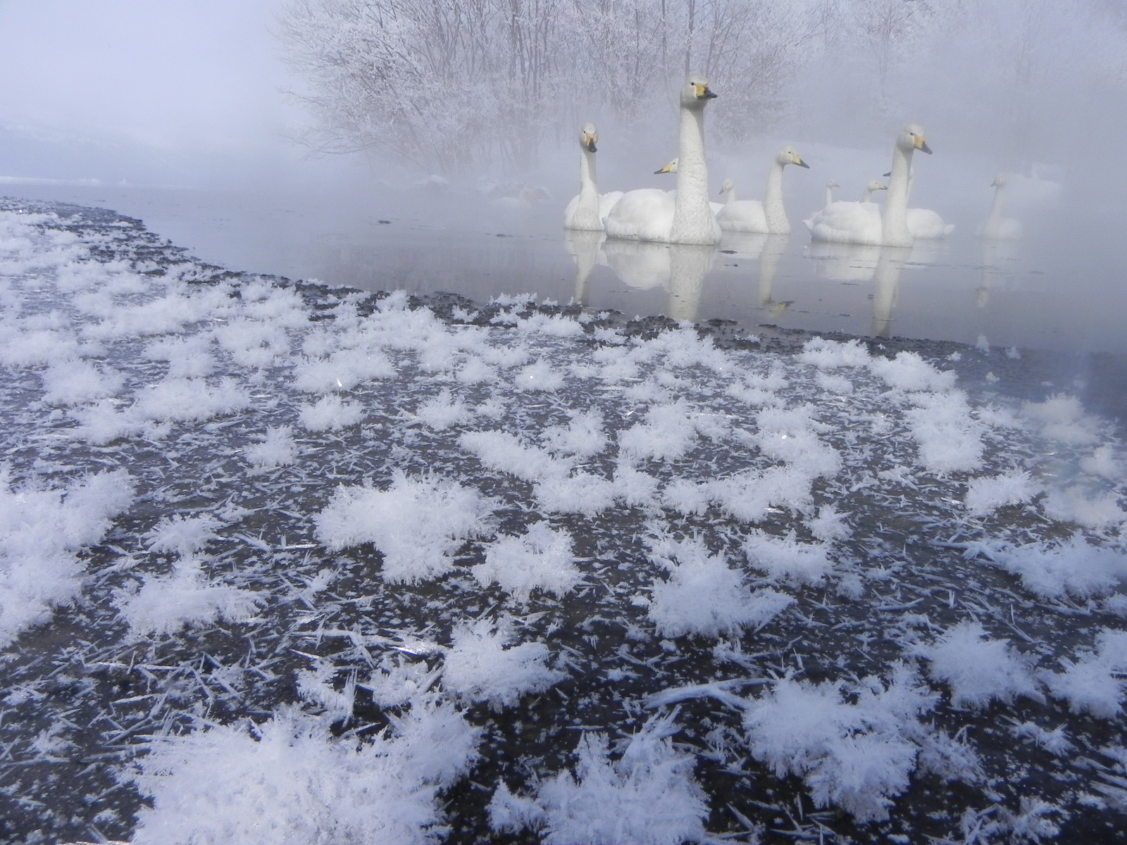 冰雪中的白色霜花為冬季增添神秘美感。(圖片來源／panoramio）