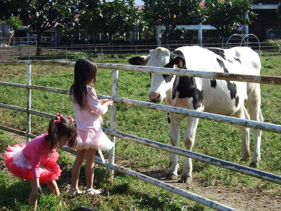 園區內可以體驗餵食小乳牛的活動。(圖片來源／花蓮新光兆豐休閒農場粉絲專頁）