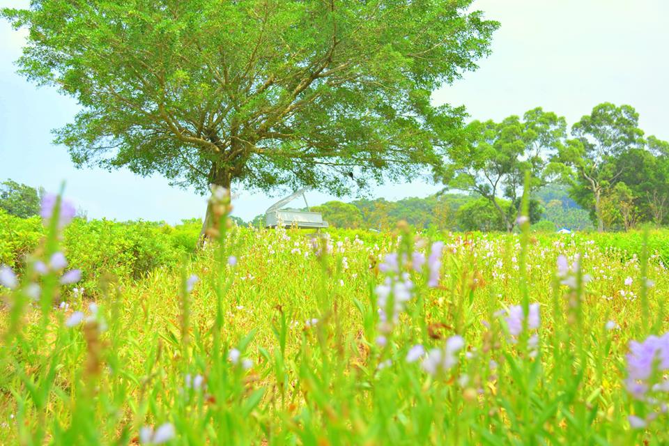 花田大樹下的白色鋼琴，營造寫意浪漫氛圍。(圖片來源／大溪花海農場粉絲專頁）