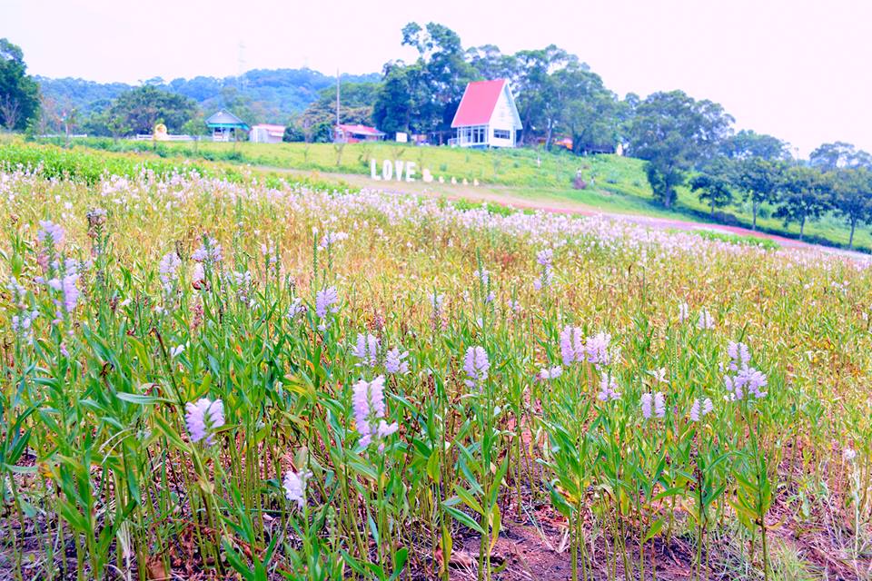 大片花田，歐風建築綴飾其中，營造異國風情。(圖片來源／大溪花海農場粉絲專頁）