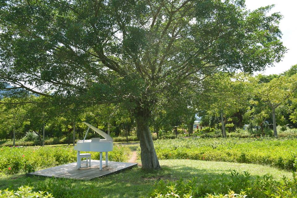 花田大樹下的白色鋼琴，營造寫意浪漫氛圍。(圖片來源／大溪花海農場粉絲專頁）