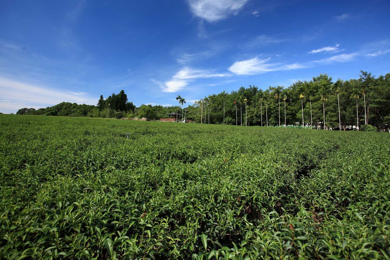 鹿野高台觀光茶園，景觀開闊，風光宜人，許多當地茶農兼營民宿，讓旅客可以好好體驗農田生活。(圖片來源／台灣觀光局）