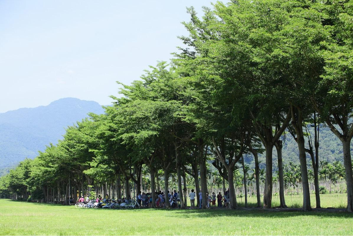 許多民眾就地躺在綠色隧道旁，享受鹿野的悠閒愜意。(圖片來源／台灣觀光局）