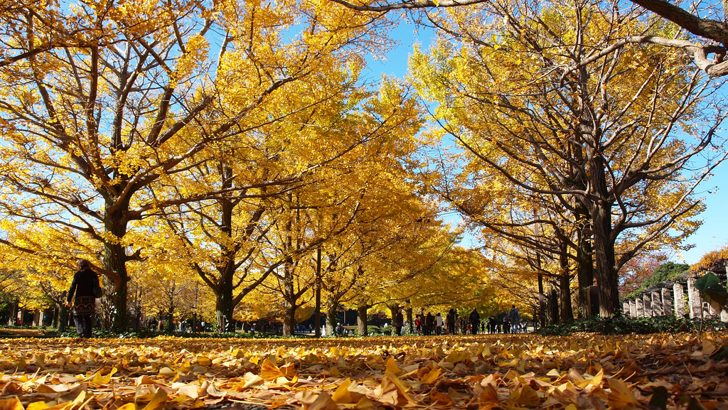 昭和公園，金黃色的銀杏世界，租台單車悠遊其中是最好的旅行方式。(圖片來源／ztopics）