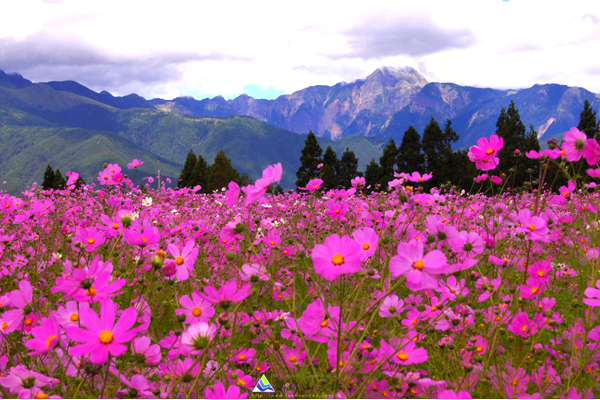 福壽山波斯菊花海，與遠山相襯如畫。(圖片來源／福壽山農場粉絲團）