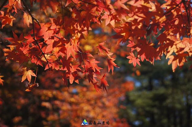 福壽山11月後楓槭轉紅，紅葉美景每年都吸引了賞楓客前往。(圖片來源／福壽山農場粉絲團）