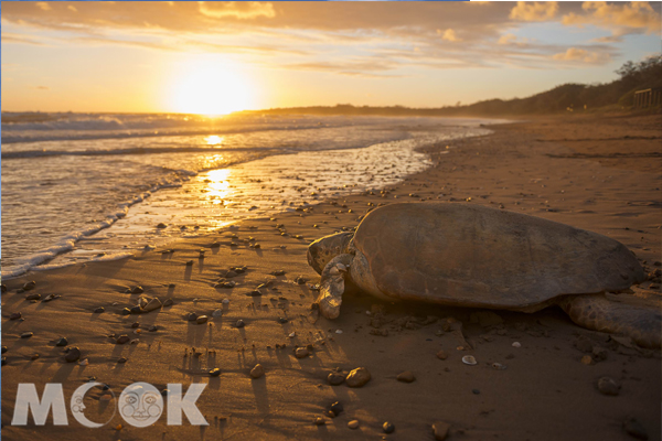 母海龜在夜晚挖沙坑產卵，每次最高可以達到130顆。（圖片提供／昆士蘭旅遊局）