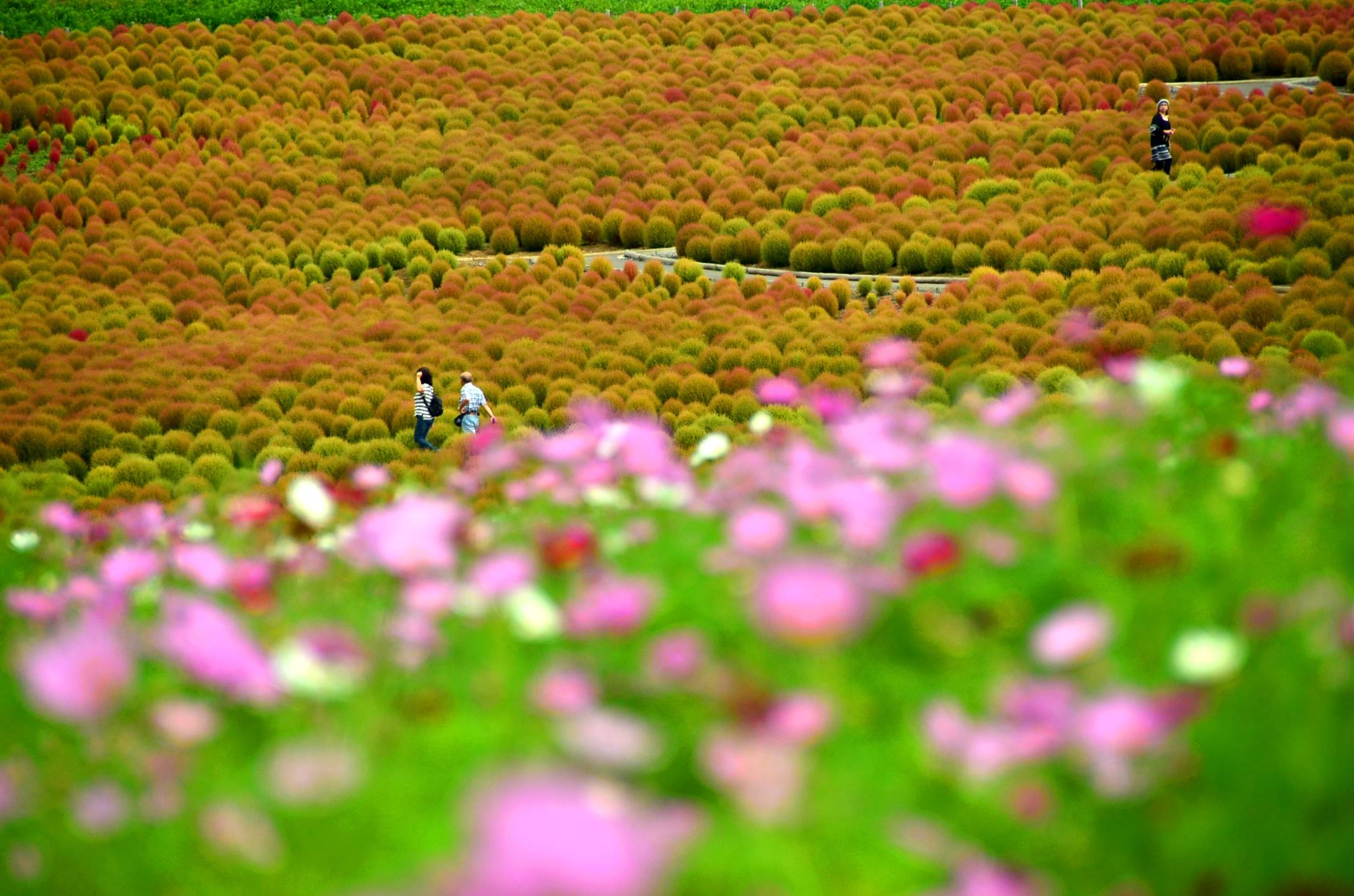 日立國營海濱公園，一年四季都有不同的花草美景，熱鬧斑斕。(圖片來源／国営ひたち海浜公園粉絲專頁）