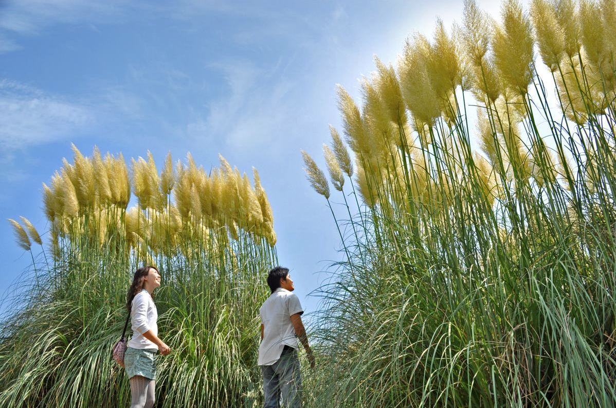 日立國營海濱公園的芒花相當高大，輕易地就將旅客埋沒。(圖片來源／国営ひたち海浜公園公園）