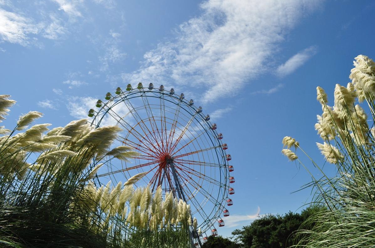 銀色秋芒在隨風搖曳，營造樂園孤寂之美。(圖片來源／国営ひたち海浜公園）