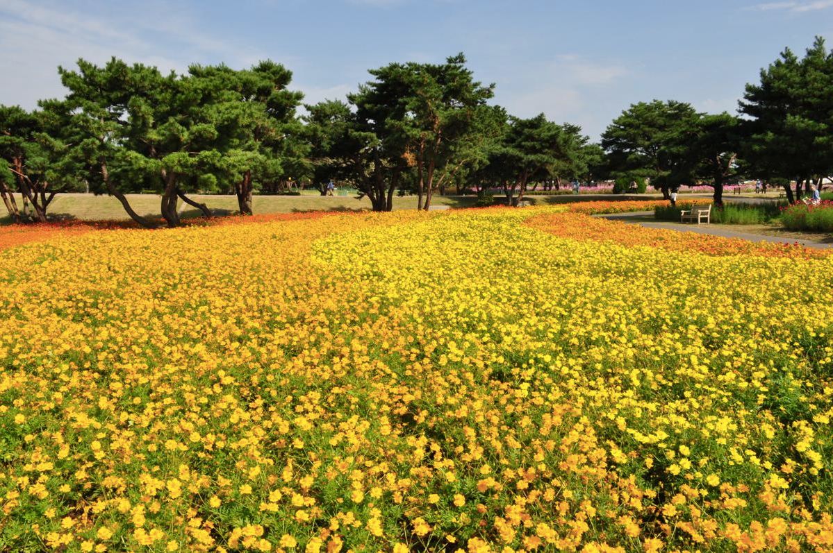 黃色波斯菊在秋天中綻放，色彩奪目迷人。(圖片來源／国営ひたち海浜公園）