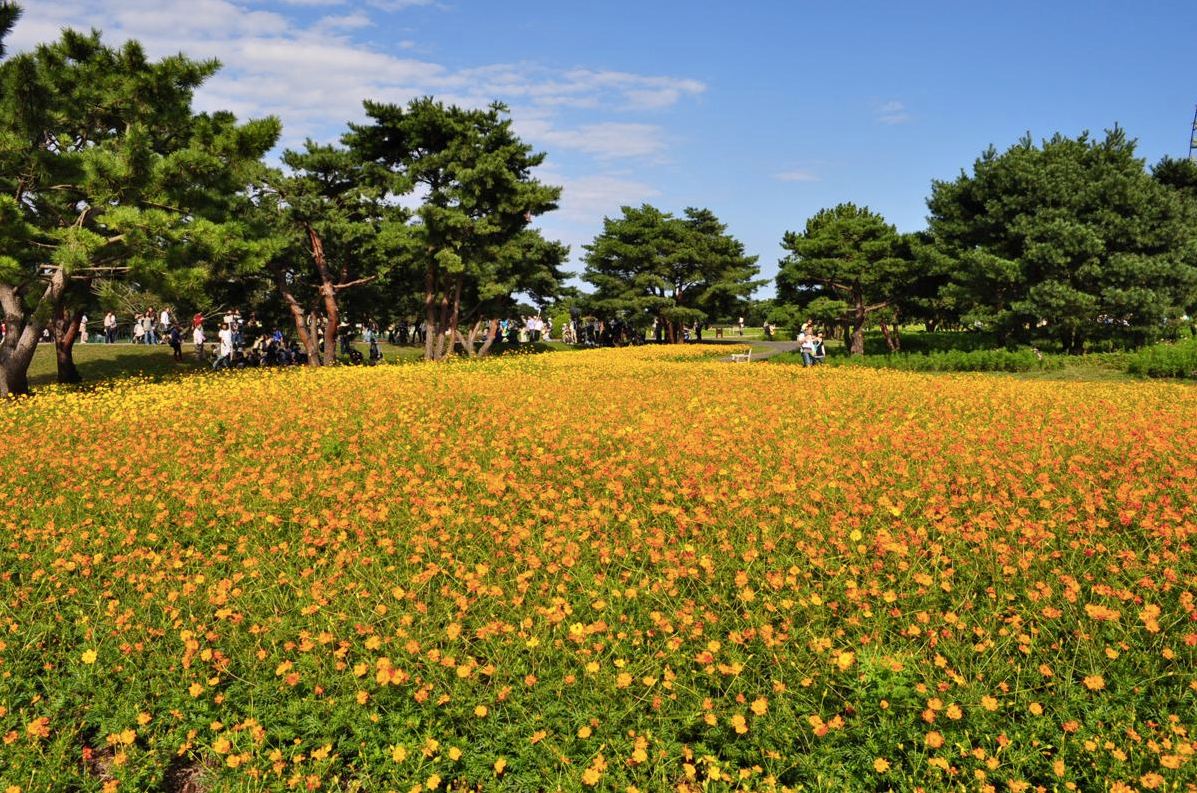 黃色波斯菊在秋天中綻放，色彩奪目迷人。(圖片來源／国営ひたち海浜公園）