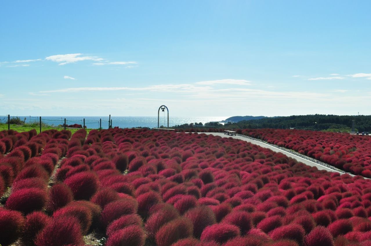 紅色掃帚草與清亮的天空、湛藍的海，場景夢幻如畫。(圖片來源／国営ひたち海浜公園）