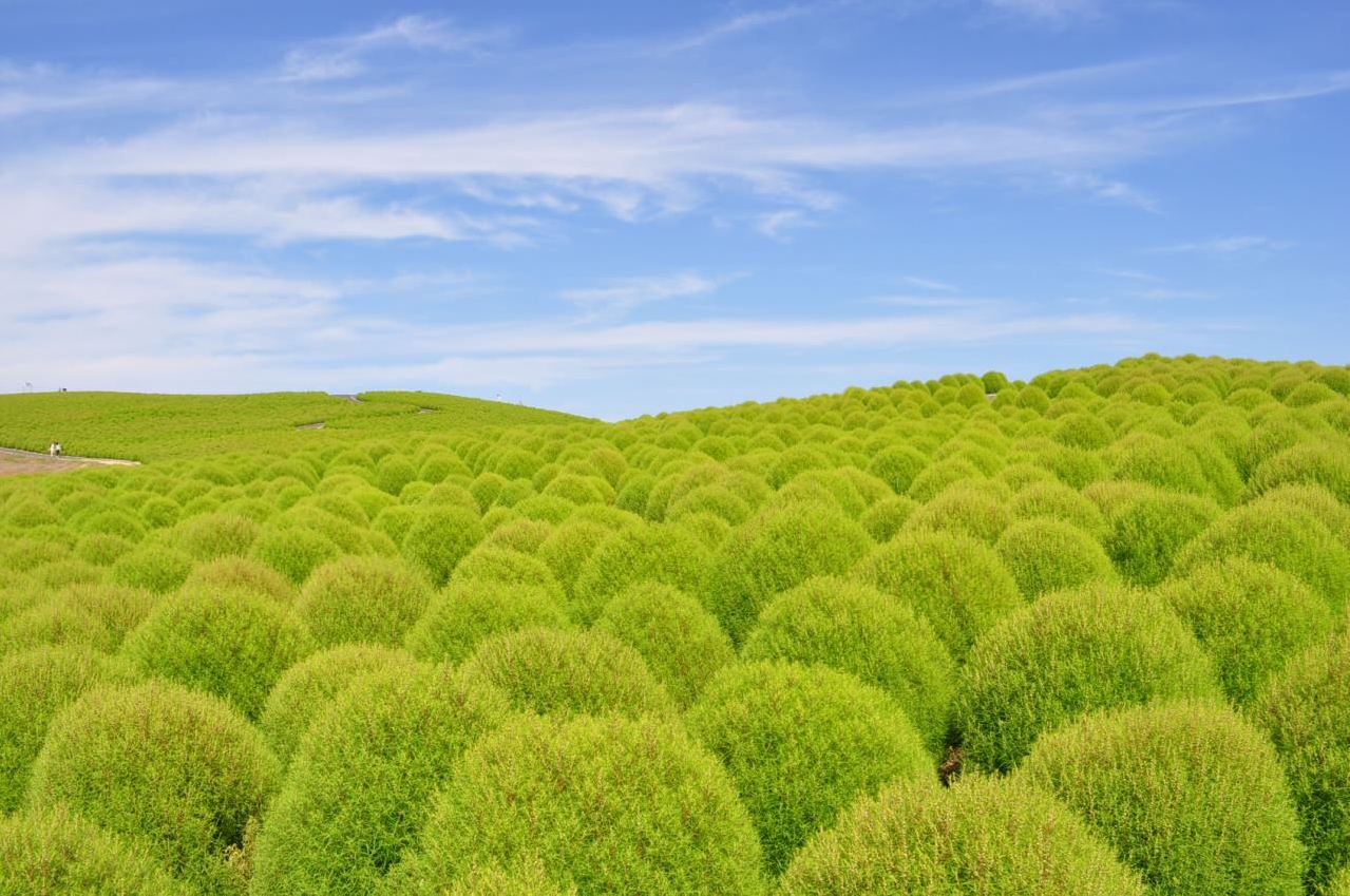 夏天青綠色的掃帚草，圓滾滾的模樣非常可愛。(圖片來源／国営ひたち海浜公園）