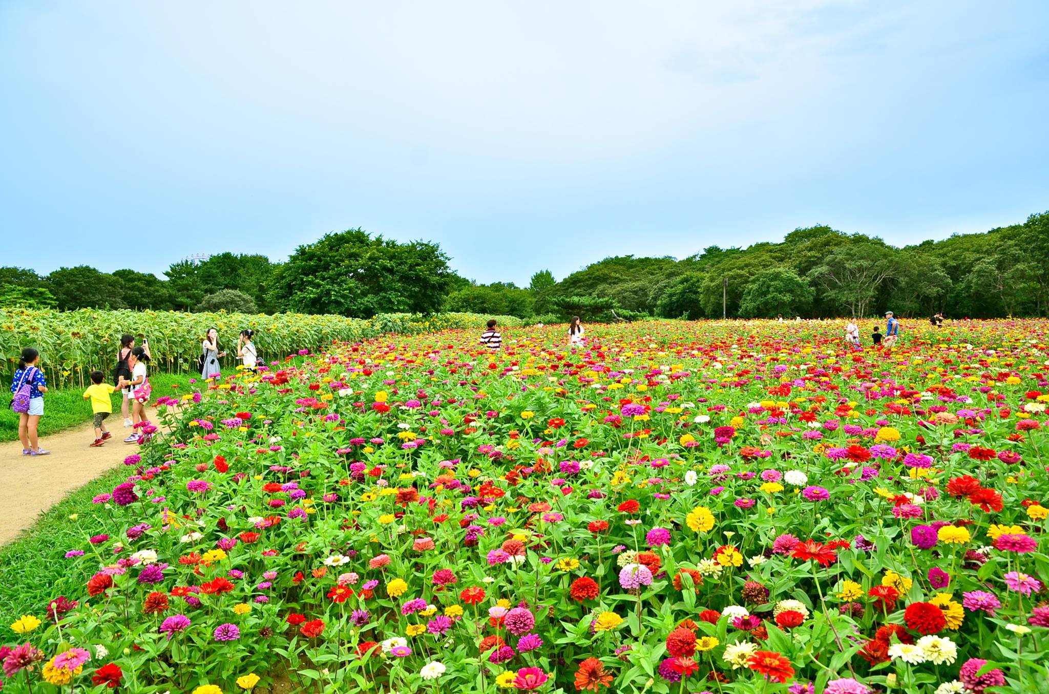 日立國營海濱公園，四季各有屬於自己的美麗景色。(圖片來源／国営ひたち海浜公園）