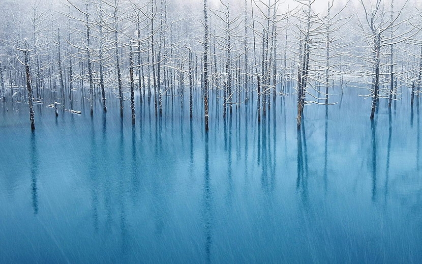 空靈系美景北海道青池，在攝影比賽上獲得了許多獎項。(圖片來源／Kent Shiraishi）