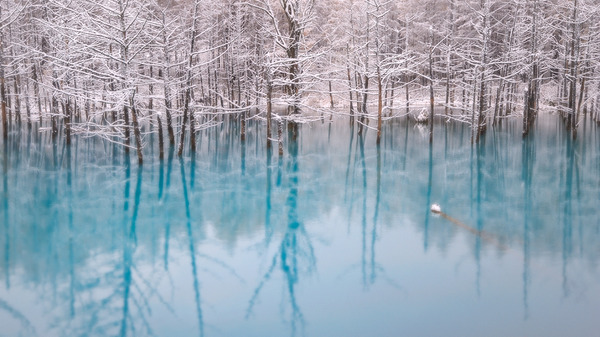 經由白雪覆蓋過後的青池湖景，格外絕美脫俗。(圖片來源／191c11a4-s2）