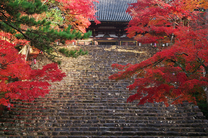 石階梯道兩旁豔紅楓樹，浪漫詩意。(圖片來源／kwcphoto）