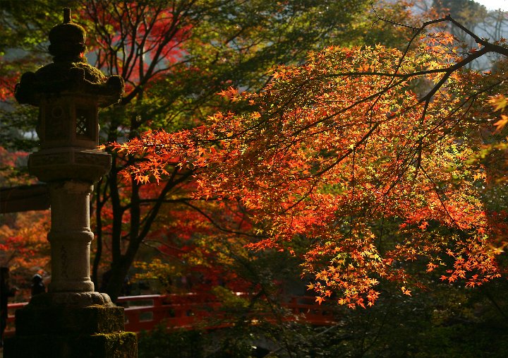 透光紅葉，優雅的姿態，彷彿有生命一般。(圖片來源／photo.zekkei）