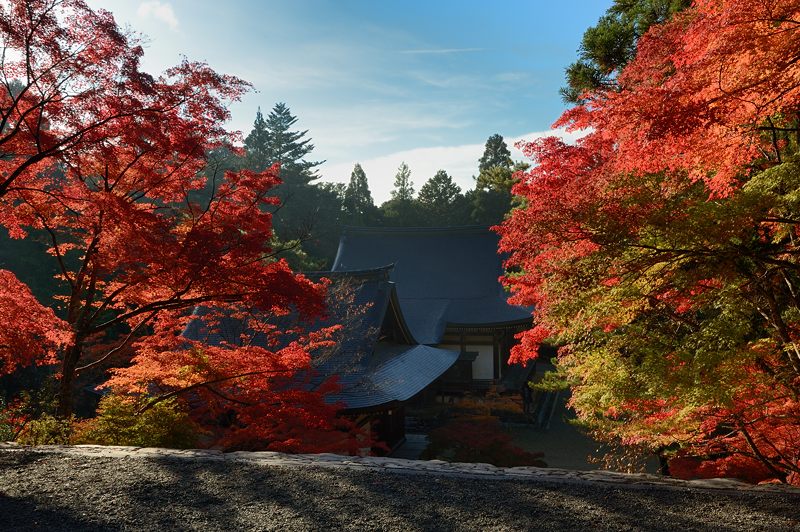 美麗的紅葉，將神護寺妝點得浪漫異常。(圖片來源／kosho.at.webry.info）