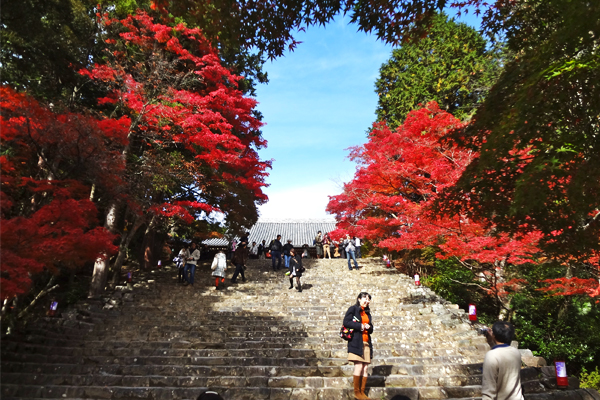 石階梯道兩旁豔紅楓樹，浪漫詩意。(圖片來源／kotoyuujin）