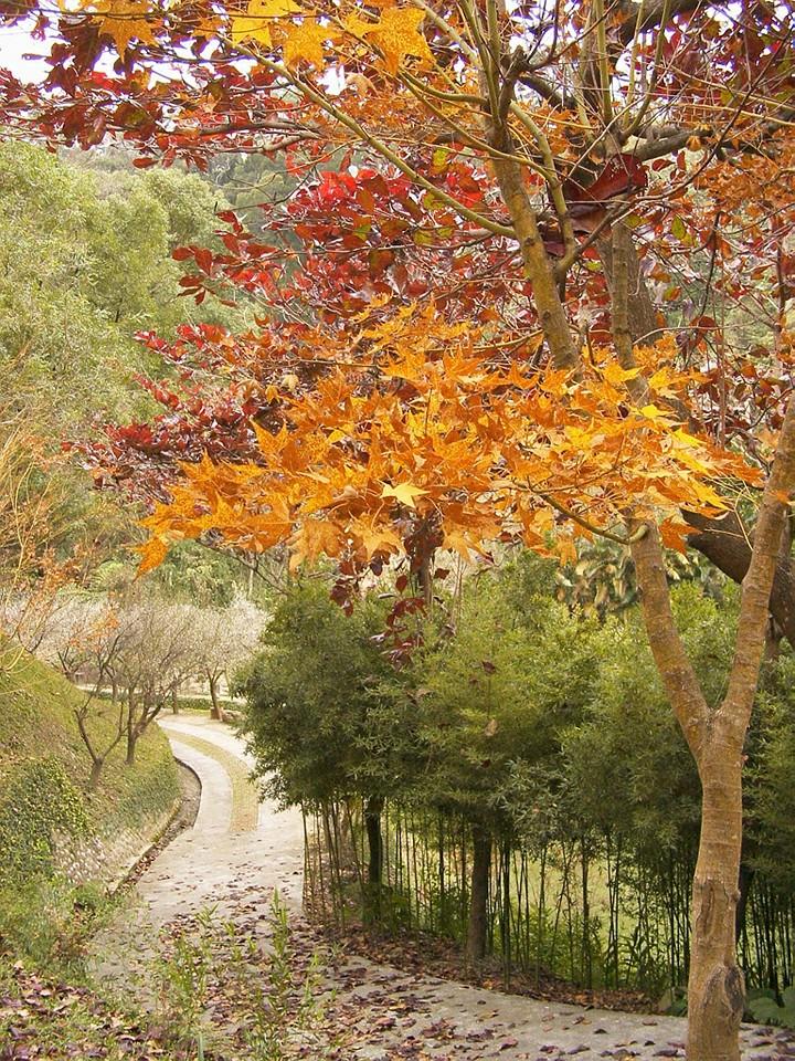 華陶窯內靜謐小徑，秋意金黃楓槭更顯優雅。(圖片來源／華陶窯）