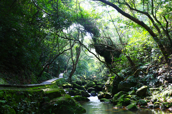 大溝溪兩岸綠意盎然。(圖片來源／台北市大地處）