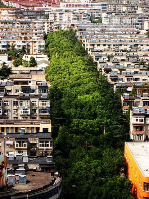 綠意盎然的薔薇木大道像是在城市裂縫中所迸出的森林。(圖片來源／lifebuzz）