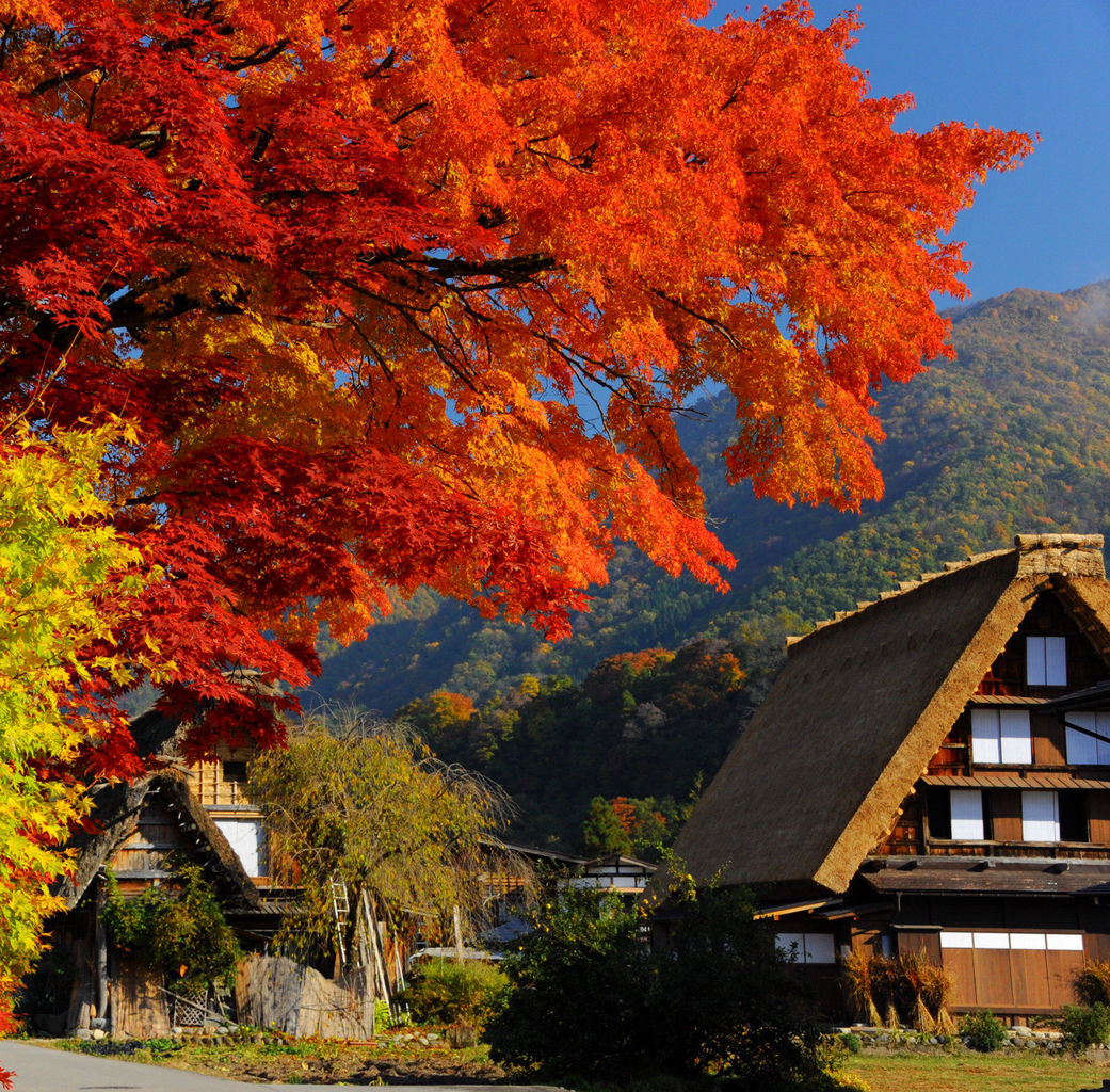 火紅色的楓葉與傳統合掌造建築映出最日式的風景。(圖片來源／livedoor）