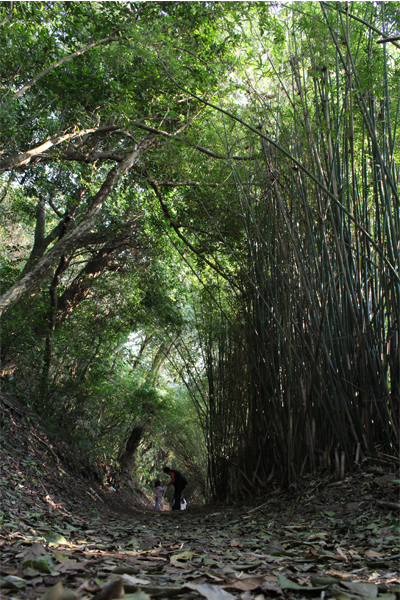橫嶺古道綠意昂然，綠色隧道中的森旅行。(圖片來源／台北市大地處）