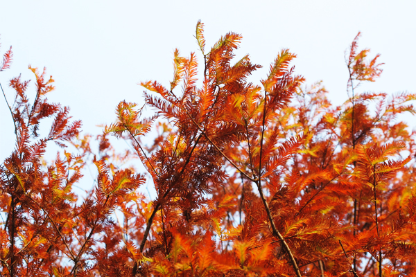 秋季的落羽松有些火紅有些金黃，形成一片美麗景致。(圖片來源／菁芳園)