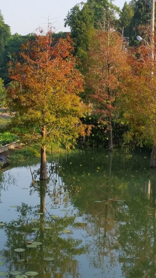 湖景鏡射成了兩個世界。(圖片來源／菁芳園-TenwayGarden)