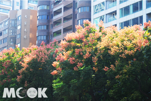 四季花色皆有不同，豔紅金黃的小花綻放，展現了不同的秋意美景。(攝影／MOOK景點家廖啟佑）