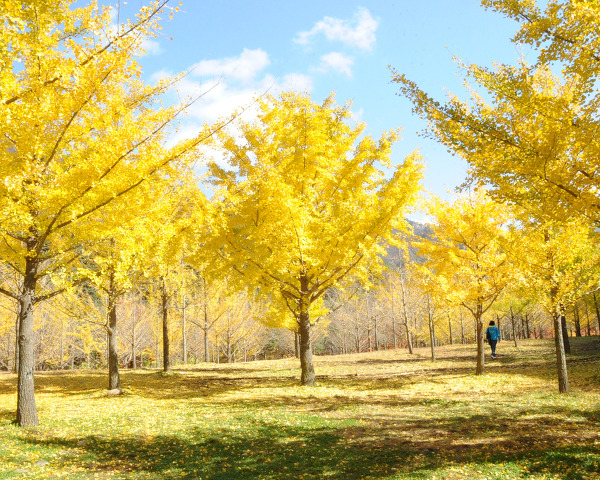 邁入十月下旬，金黃銀杏滿天，無處不散發奇幻氛圍。(圖片來源／choiseunghyun）