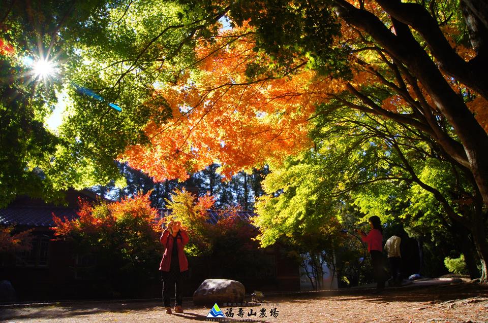 預計11月初-11月中旬將會是松盧紅葉高峰！(圖片來源／福壽山農場）