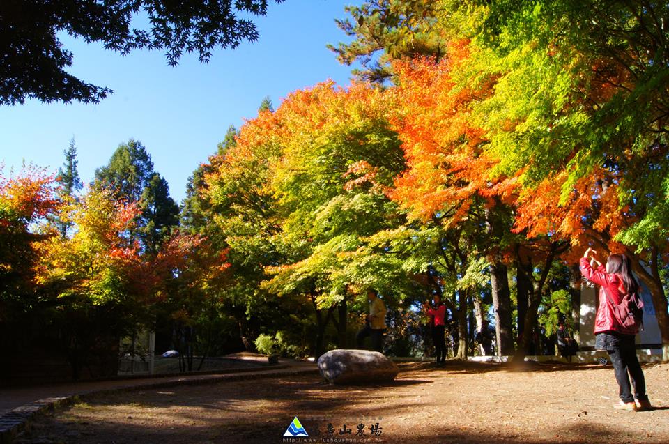 福壽山農場面積廣闊，楓樹眾多，讓賞楓客大呼過癮。(圖片來源／福壽山農場）