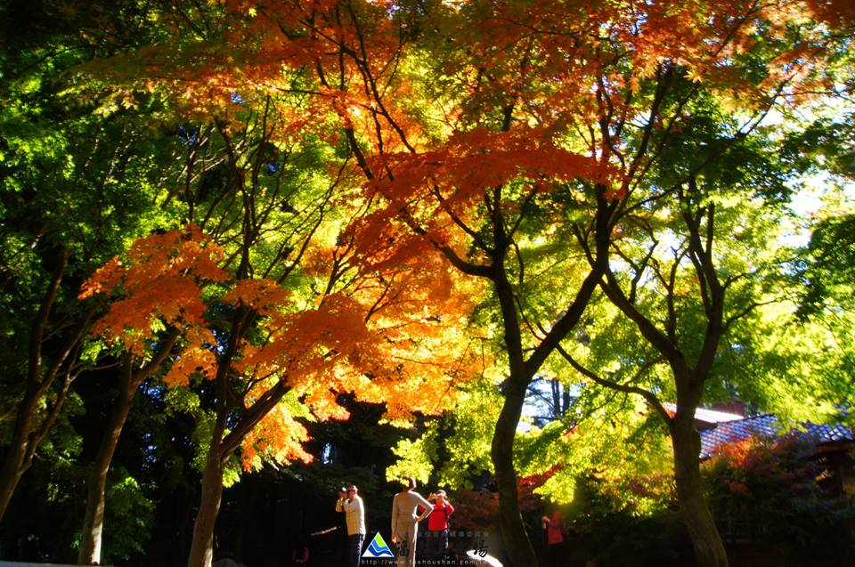 福壽山楓樹眾多，紅葉美景動人。(圖片來源／福壽山農場）