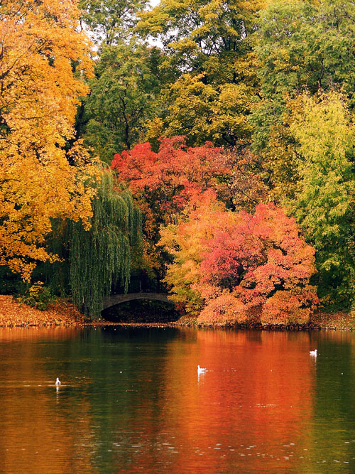 公園內Pink Lake秋天景致迷人。(圖片來源／Gatineau Park）