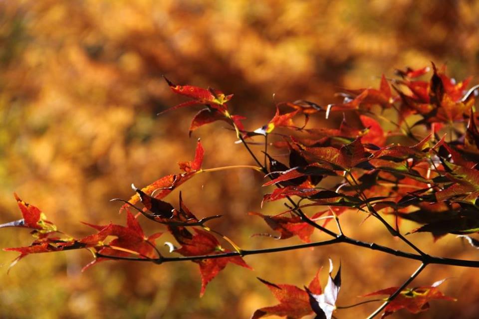 武陵紅葉。(圖片來源／武陵農場 Wuling Farm）