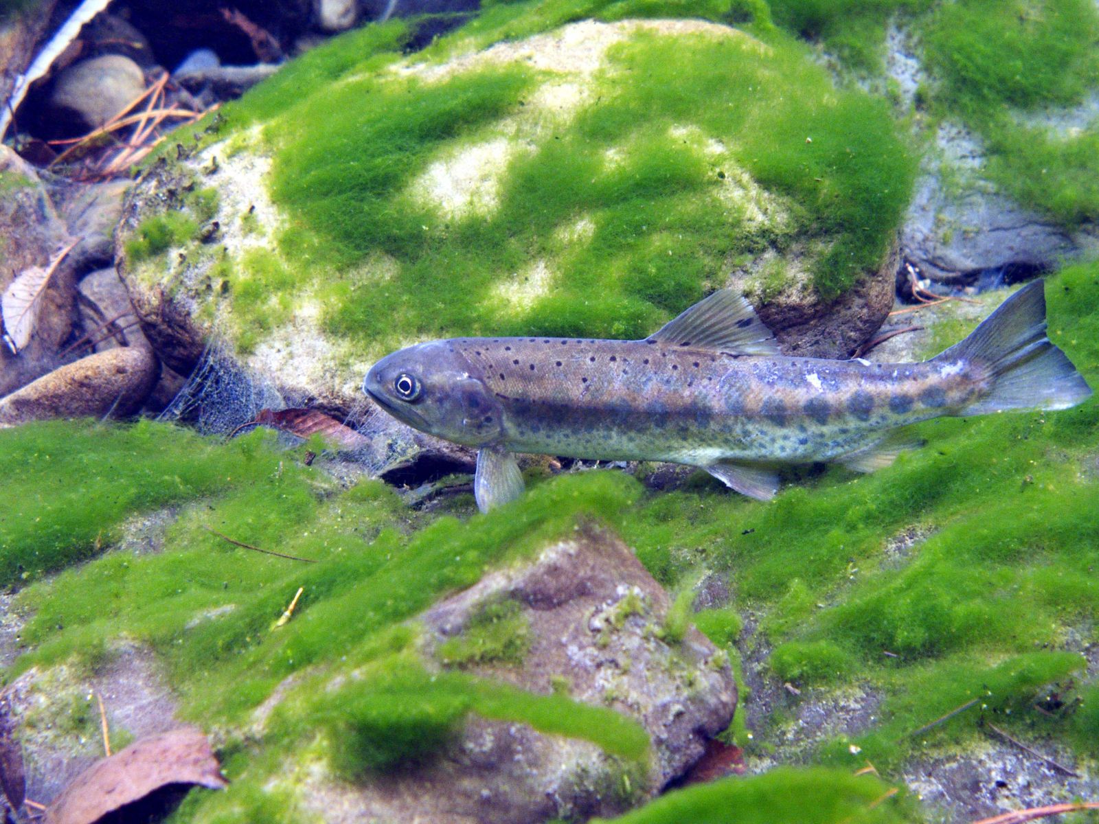 國寶魚櫻花鉤吻鮭。(圖片來源／中華綠生活休閒發展旅遊協會）