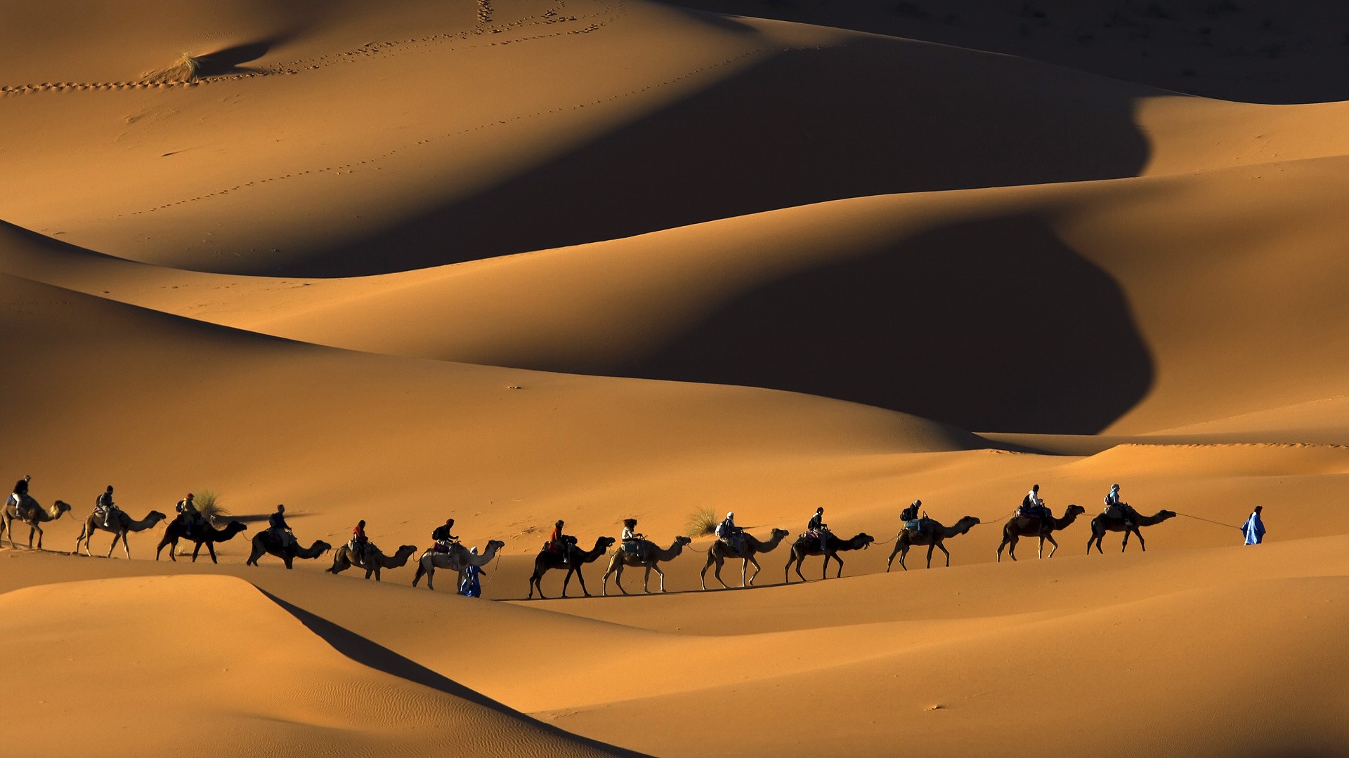 突尼西亞撒哈拉沙漠。(圖片來源／animalnational）