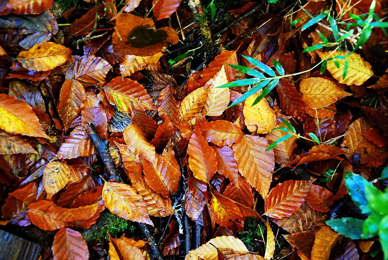 隨著秋天漸涼，山毛櫸樹變色轉黃，顏色繽紛多彩。(圖片來源／g-life）