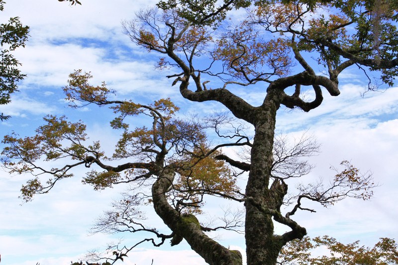 山毛櫸樹可以長到20公尺高。(圖片來源／g-life）