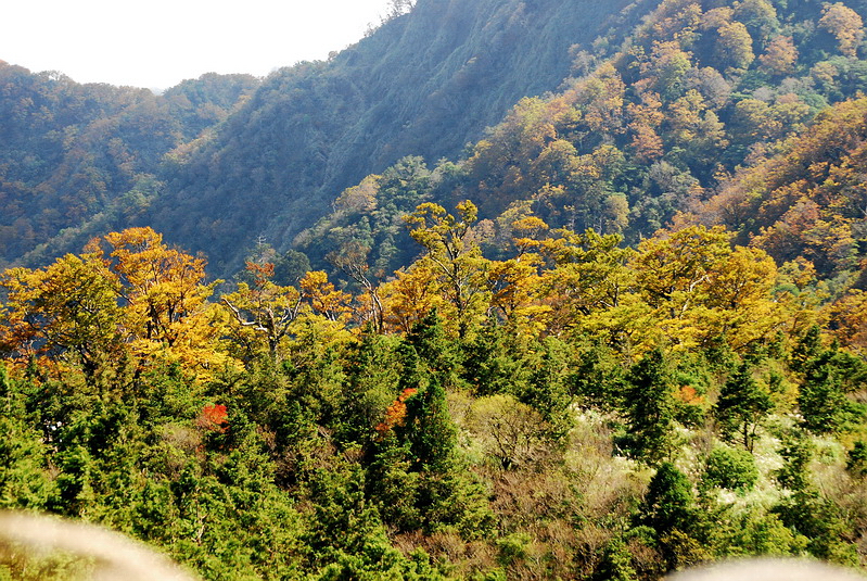 轉黃的山毛櫸樹點綴山稜，讓一片青山色彩變得更加豐富。(圖片來源／g-life）