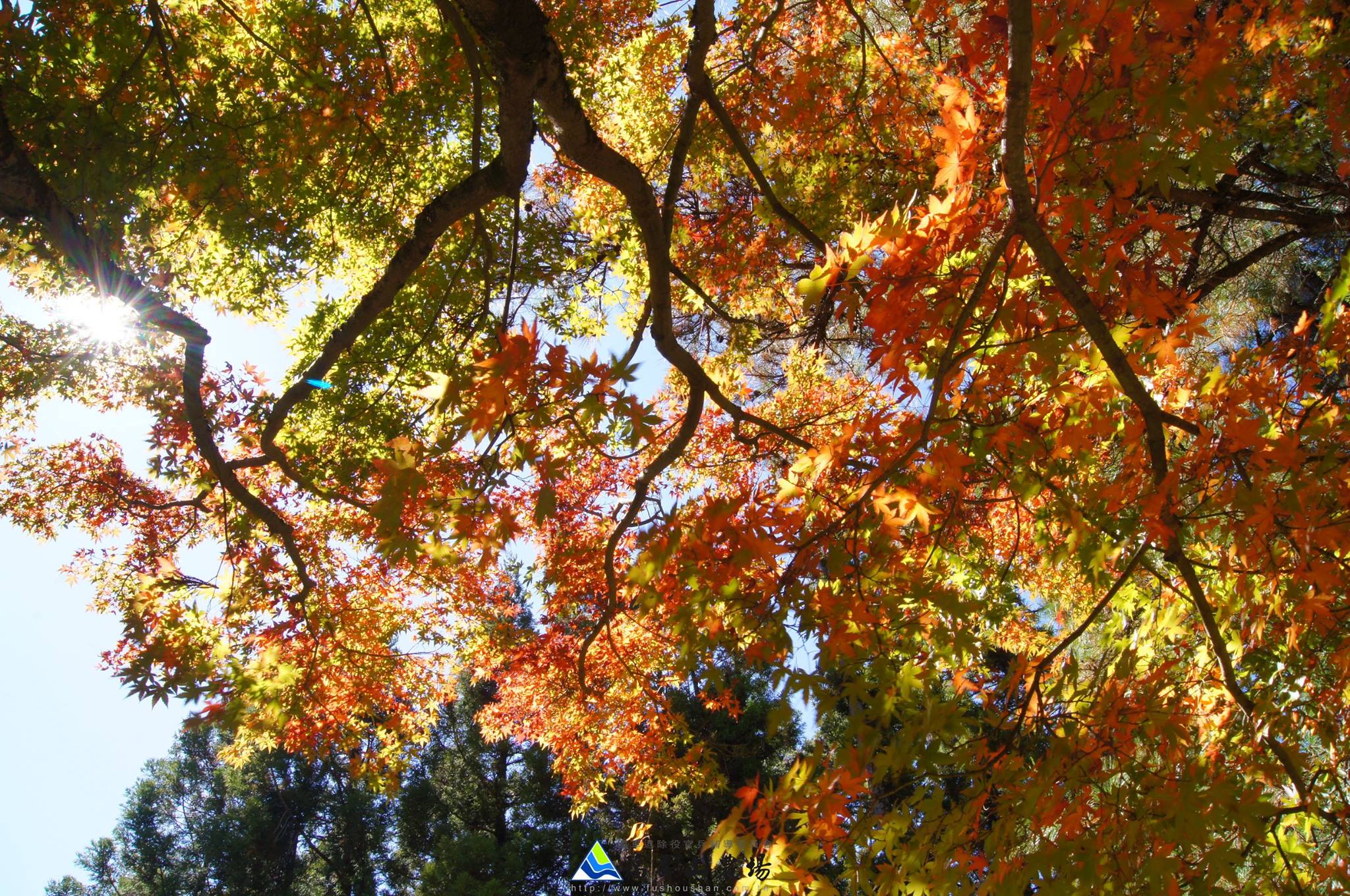 10月28日楓紅狀況。(圖片來源／福壽山農場粉絲團）