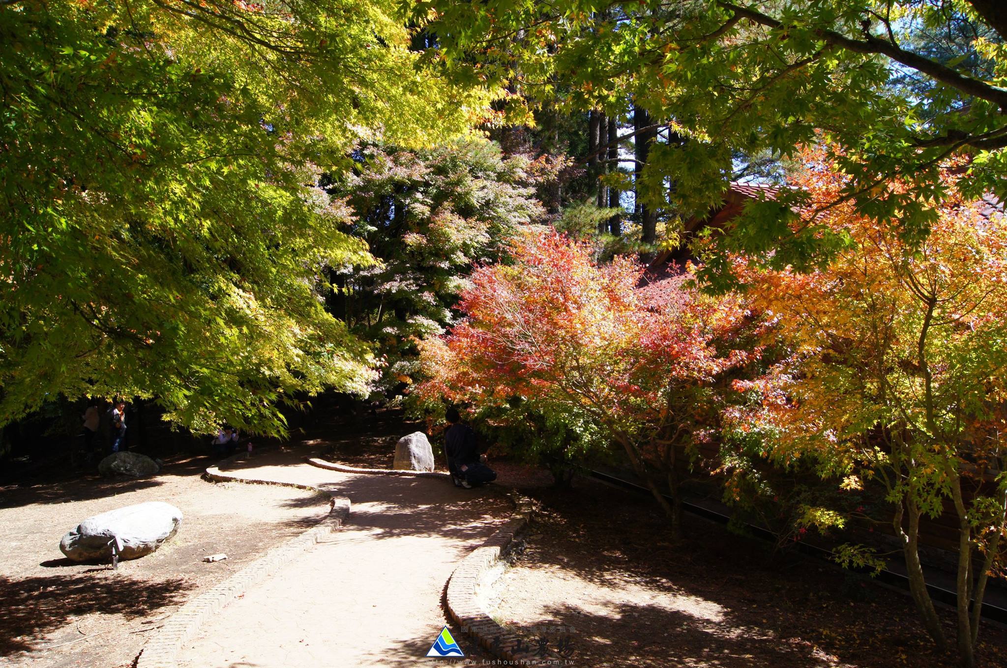 10月28日楓紅狀況。(圖片來源／福壽山農場粉絲團）