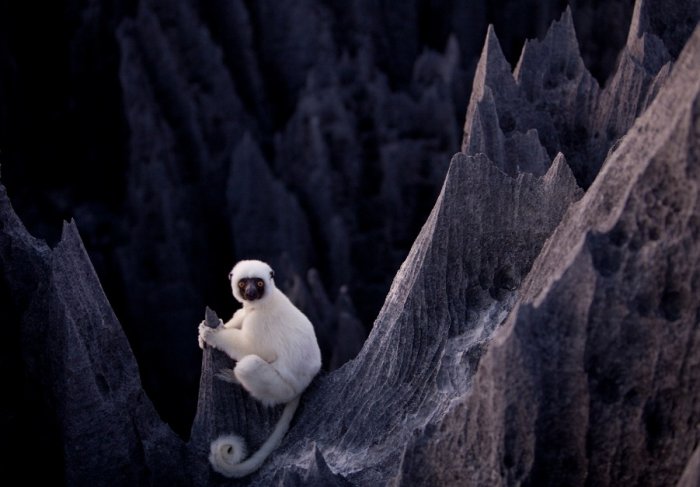 雪白色的狐猴坐在石林上。(圖片來源／zuzutop）